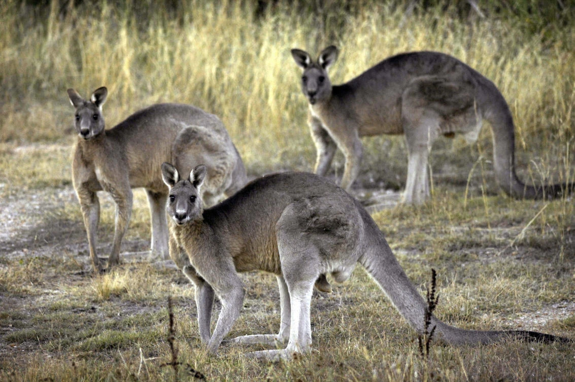 There are legal restrictions on keeping Australian native fauna as pets. (AP)