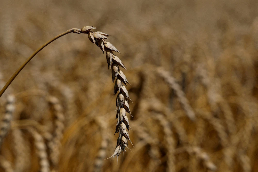 A ear of wheat is seen in a field in the village of Zhurivka, as Russia's attack on Ukraine continues, Ukraine July 23, 2022. (Reuters/File Photo)