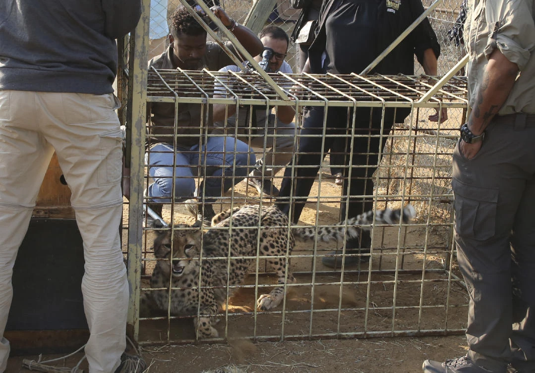 Namibian cheetahs head for India, 70 years after local extinction