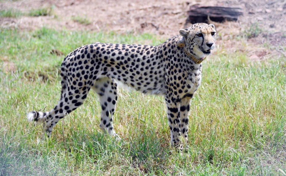 Cheetahs return to India 70 years after local extinction