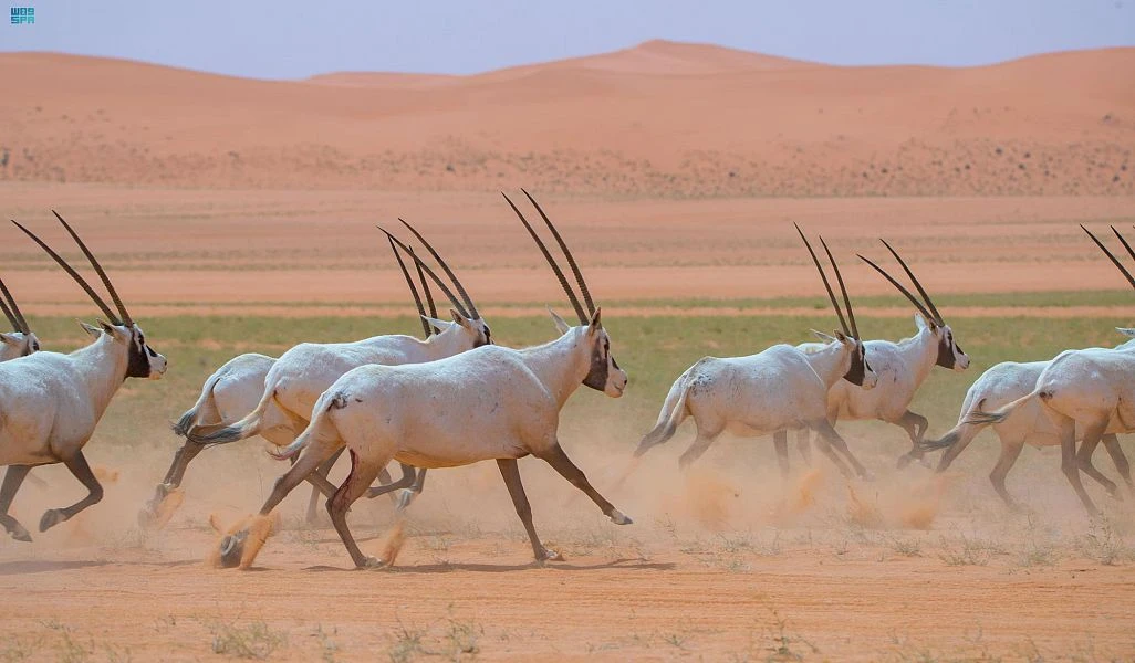 The King Abdulaziz Royal Nature Reserve Development Authority is the third body in Saudi Arabia to be awarded membership of the International Union for Conservation of Nature. (SPA)