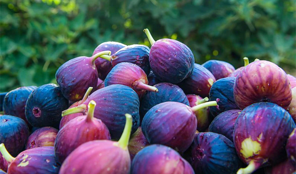 Saudi Arabia’s Tabuk produces more than 150 tons of high-quality figs annually