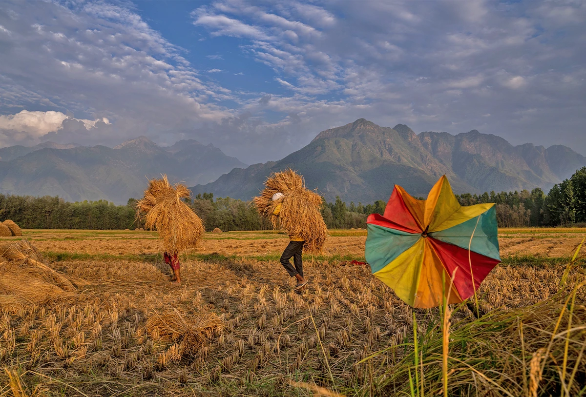 ADB to devote $14B to help ease food crisis in Asia-Pacific