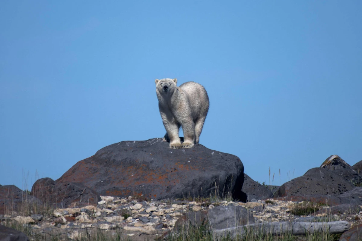 Receding ice leaves Canada’s polar bears at rising risk