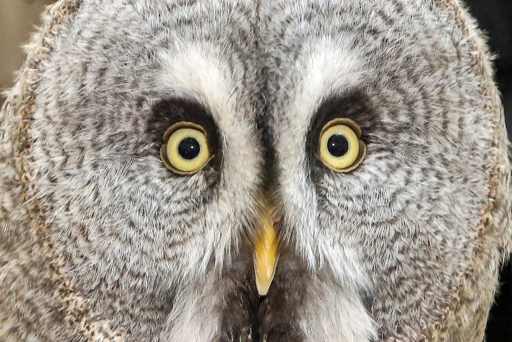 A Ural owl (Strix uralensis) looks on during a bird show at the Kuwait University College of Education in Kuwait City on October 10, 2022. (AFP)