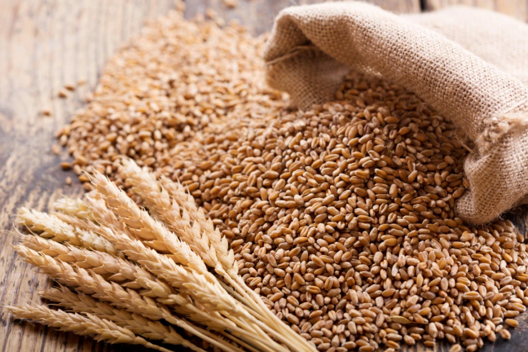 SAGO buys 5k tons of wheat for $2.3m from local farmers