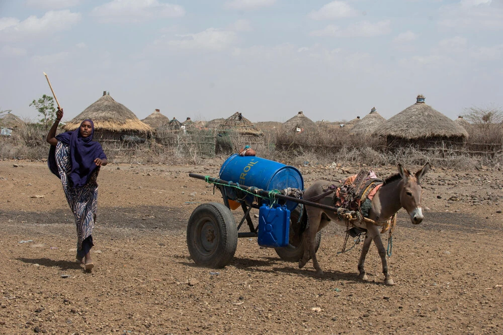 A woman uses a donkey cart to transport a barrel of water in drought affected areas in Higlo Kebele, Adadle woreda, Somali region of Ethiopia, in this undated handout photograph. (Reuters)