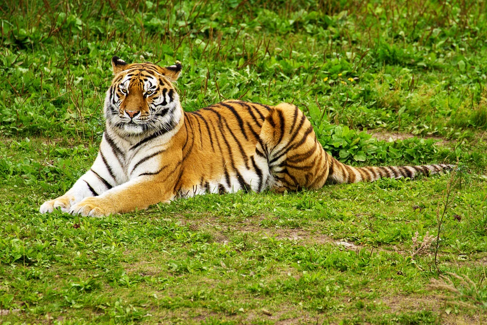 Tiger blamed for 13 deaths caught in India