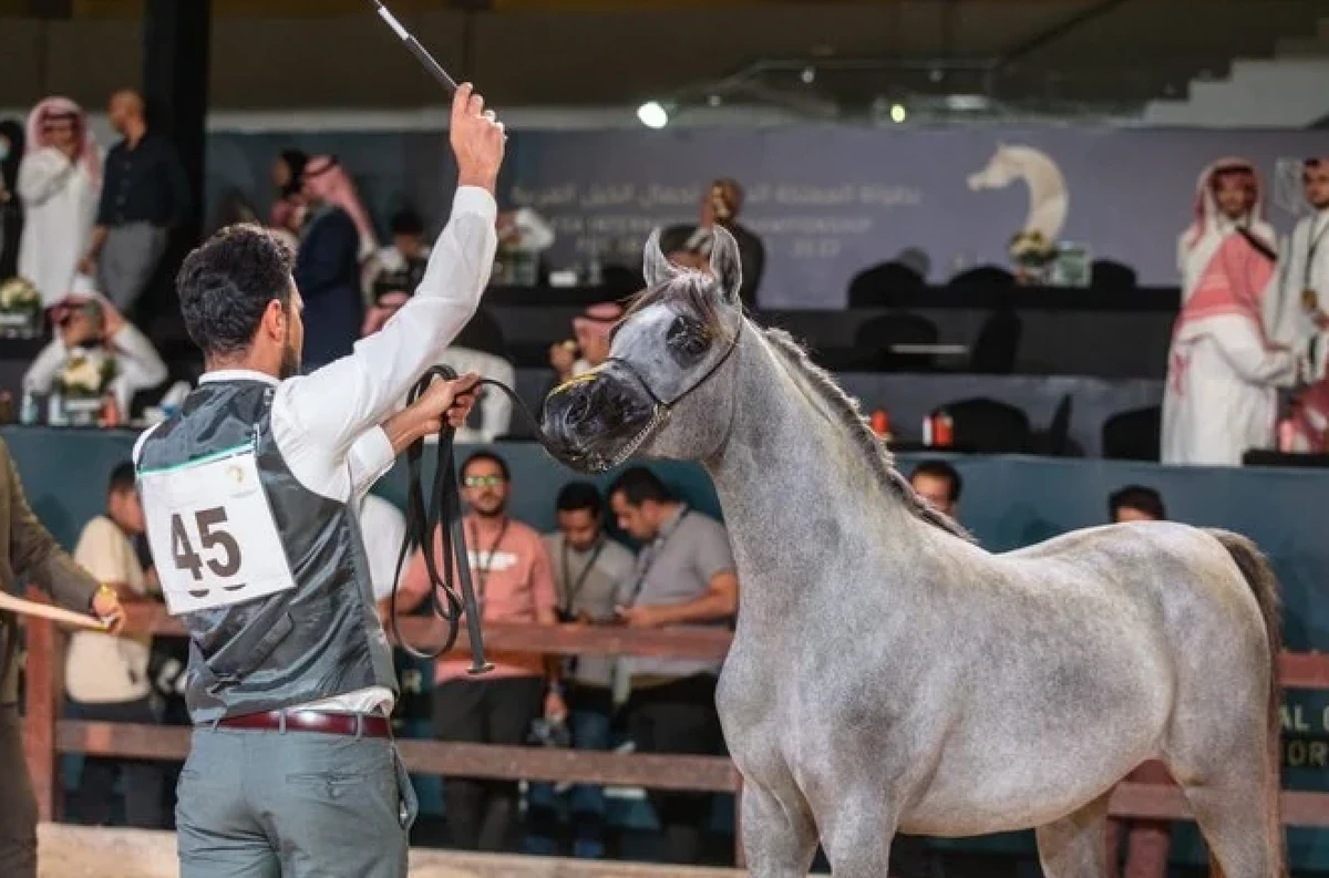 Purebred Arabian horses the mane attraction at Riyadh beauty contest