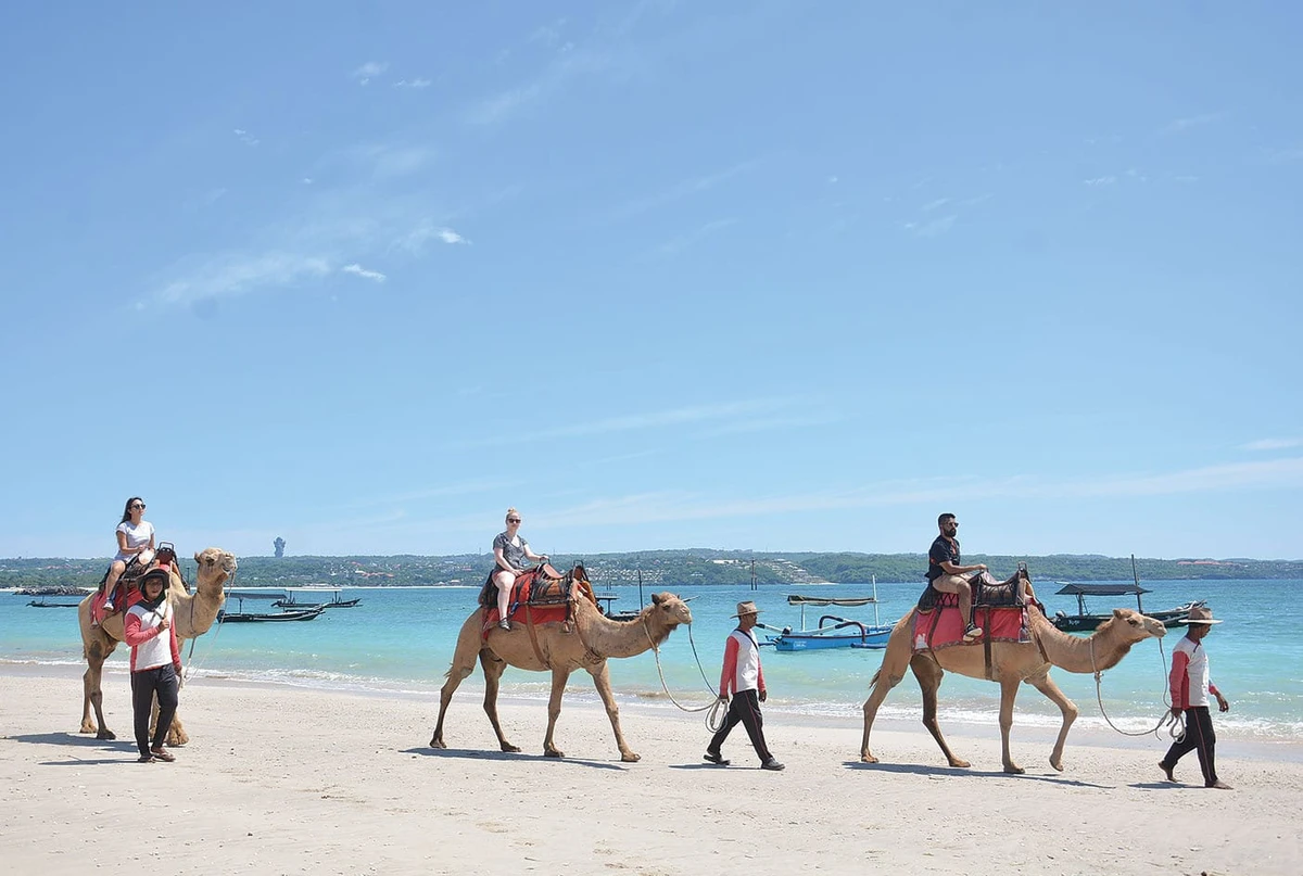 Beachside camel rides in Bali have attracted visitors from all over the island, Indonesian tourists from other parts of the country, and also foreign visitors. (Photo courtesy: Bali Camel Adventure)