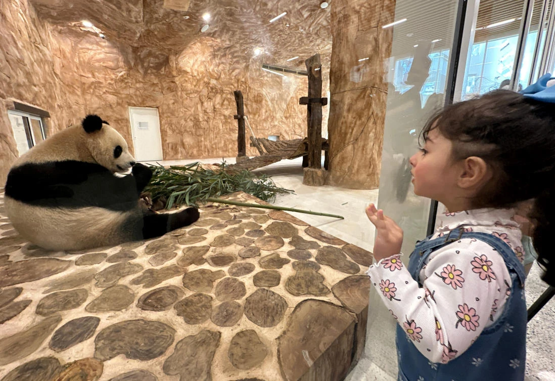 Qatar gets the Middle East’s first pandas