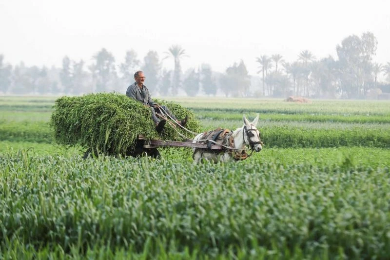 A farmer passes through a wheat field in El-Dakahlya Governorate, Egypt, Feb. 7, 2021. (Reuters)