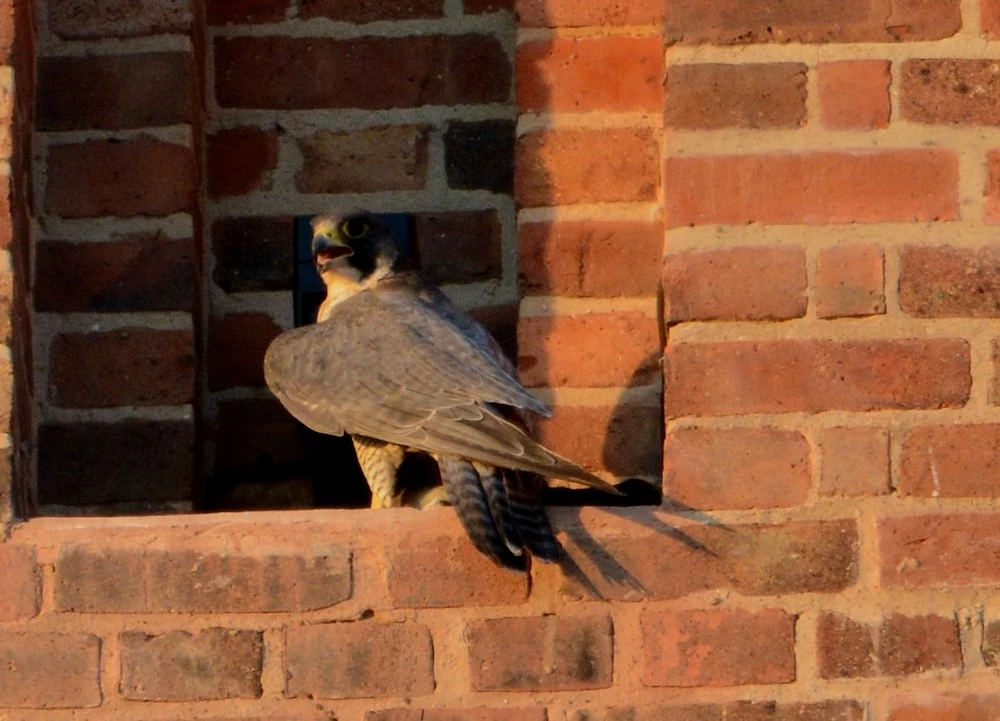 Wild peregrine falcons thrive in new habitat at UK’s newly inaugurated Battersea Power Station