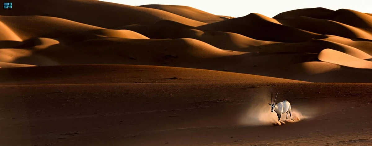 Aramco identifies 10 sites to protect 500 plant, animal species