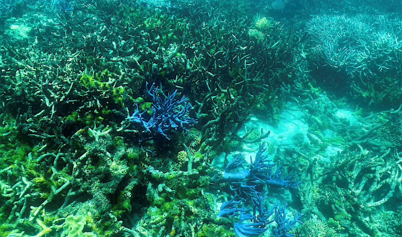 Arab News | Australia falls short in Great Barrier Reef efforts, say ...
