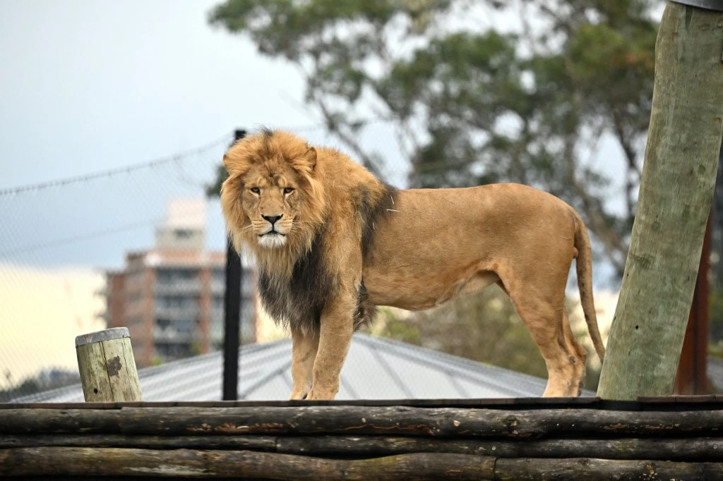 Lions slip loose from Sydney zoo enclosure, overnight guests rushed to safety