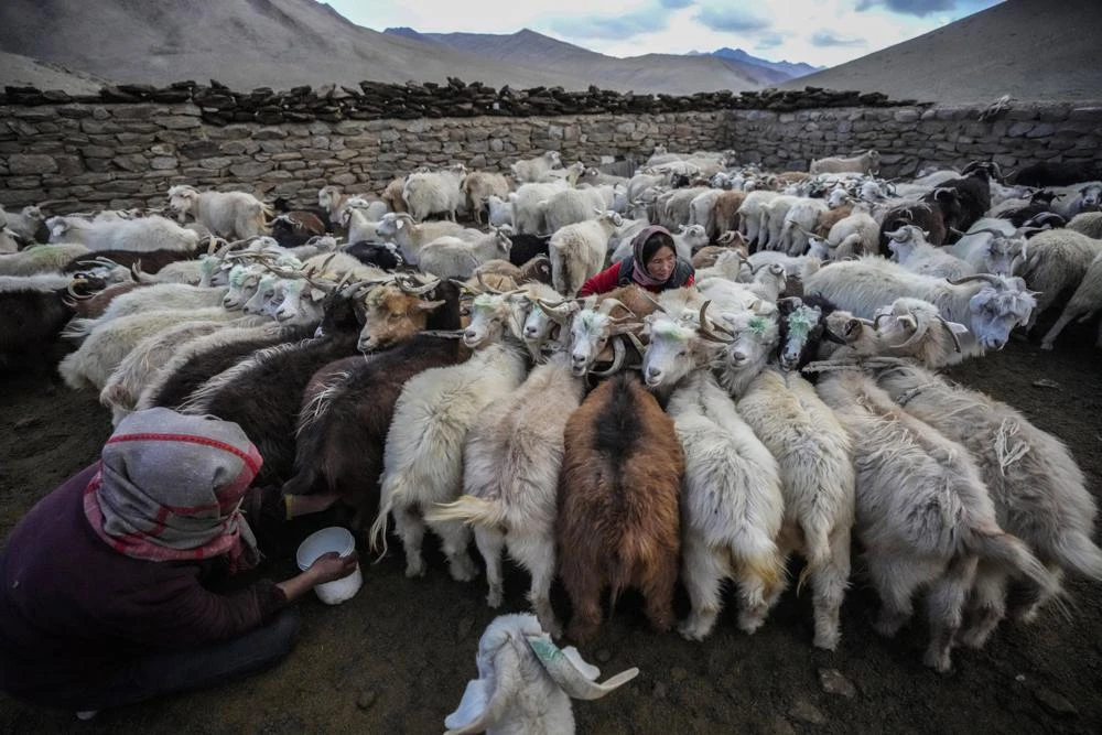 Climate Migration: Nomads move to towns in warming Ladakh