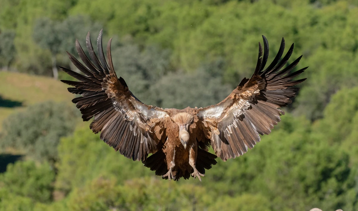 King Salman bin Abdulaziz Royal Reserve Development Authority to protect griffon vultures