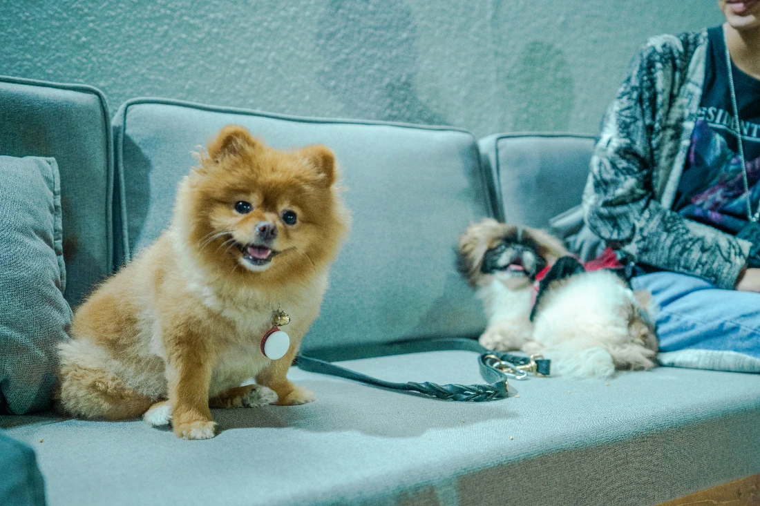 The daycare is designed to make dogs feel as if they never left home. (AN Photo: Nada Alturki)