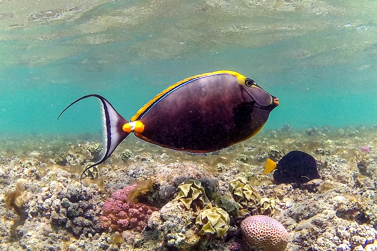 An orange-spine unicornfish along Egypt's southern Red Sea. (File/AFP)