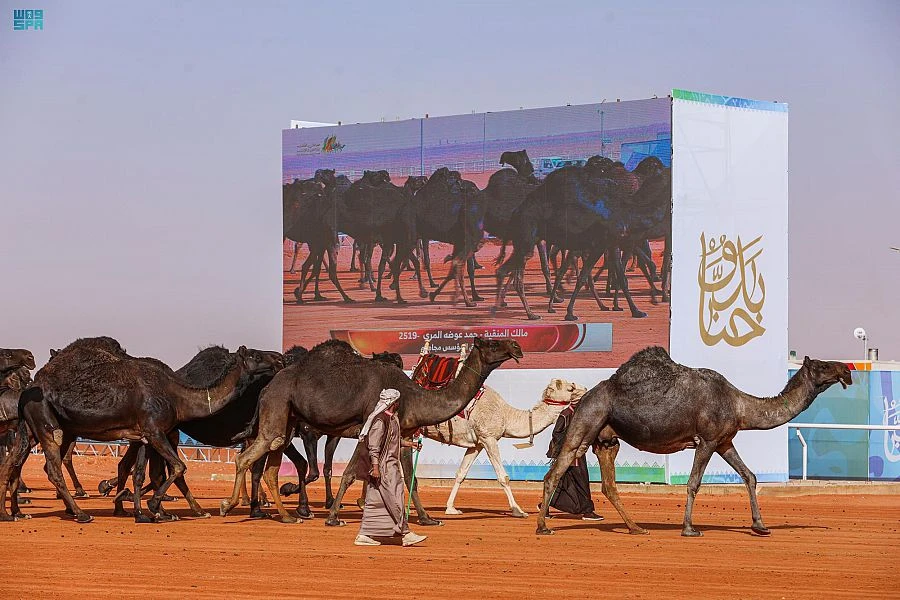 Two men lead camels in one of the competitions organized within the activities of the King Abdul Aziz Camel Festival in December 2021 near the town of Al-Rumhiya (140 km north of Riyadh). (SPA)