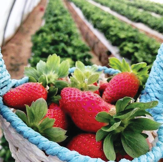 Strawberry farm