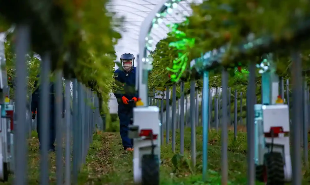 More than 200 Indonesian fruit pickers have since July sought help from their nation’s embassy in London after wracking up huge debts. (AFP/Getty Images/Bloomberg)
