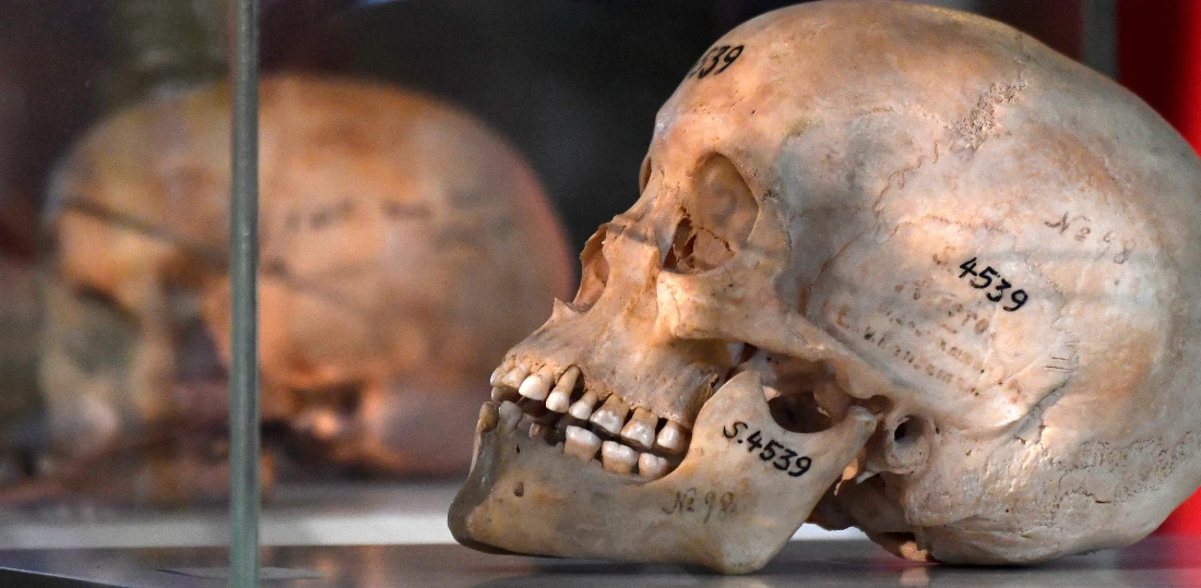 The skulls date back to Belgium’s period of colonization in Africa. (File/AFP)