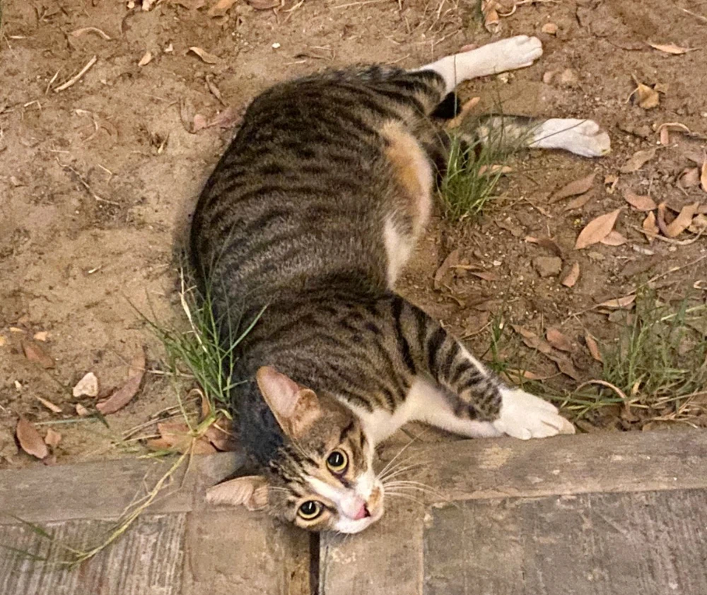 With the population rising, word quickly spread in the neighborhood that the compound’s residents would take in and care for these strays. This resulted in many residents of the nearby neighborhoods dropping off unwanted kittens near the main gate and driving away. (Photos/Supplied)