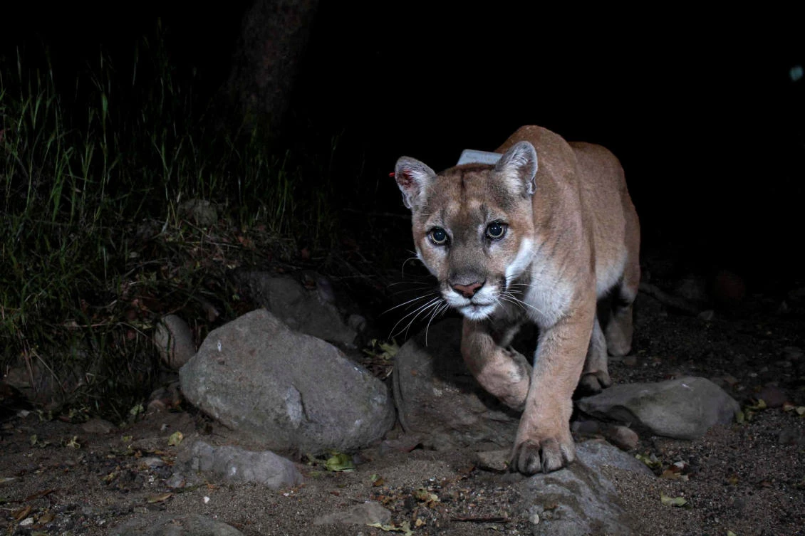 Hollywood Cat, officially called P-22, was euthanized Saturday ‘to respectfully minimize his suffering and stress by humanely ending his journey.’ (Griffith Park Connectivity via Reuters)
