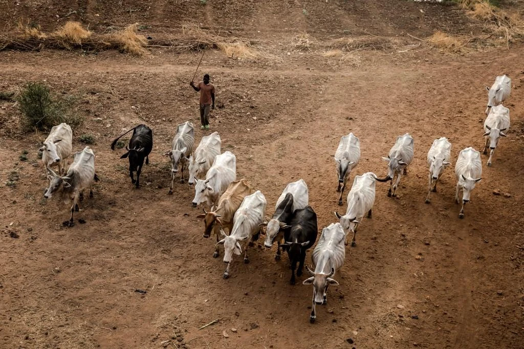 Nigerian herders who pay a levy to the militants are usually allowed to let their cattle graze safely in territory under militant control. (AFP file photo)