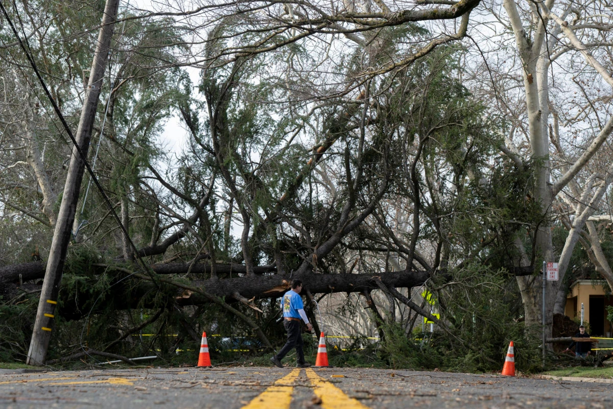 A fallen tree blocks a street near 36th Street in Sacramento, California, on Jan. 8, 2023. (The Sacramento Bee via AP)