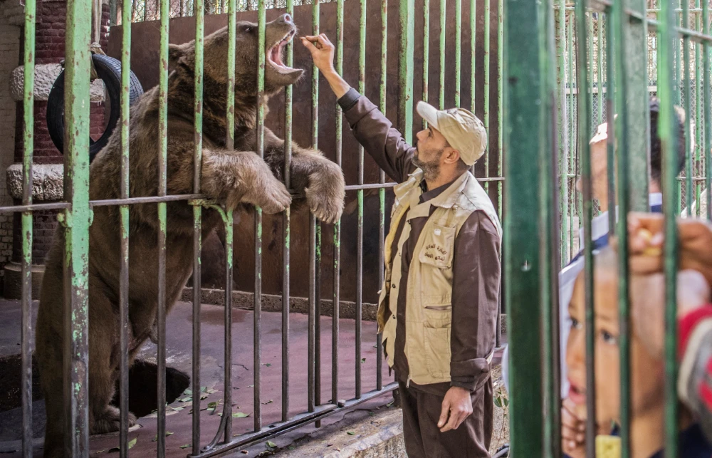 An Egyptian zoo keeper feeds a bear at Giza Zoo in Cairo. (AFP file photo)