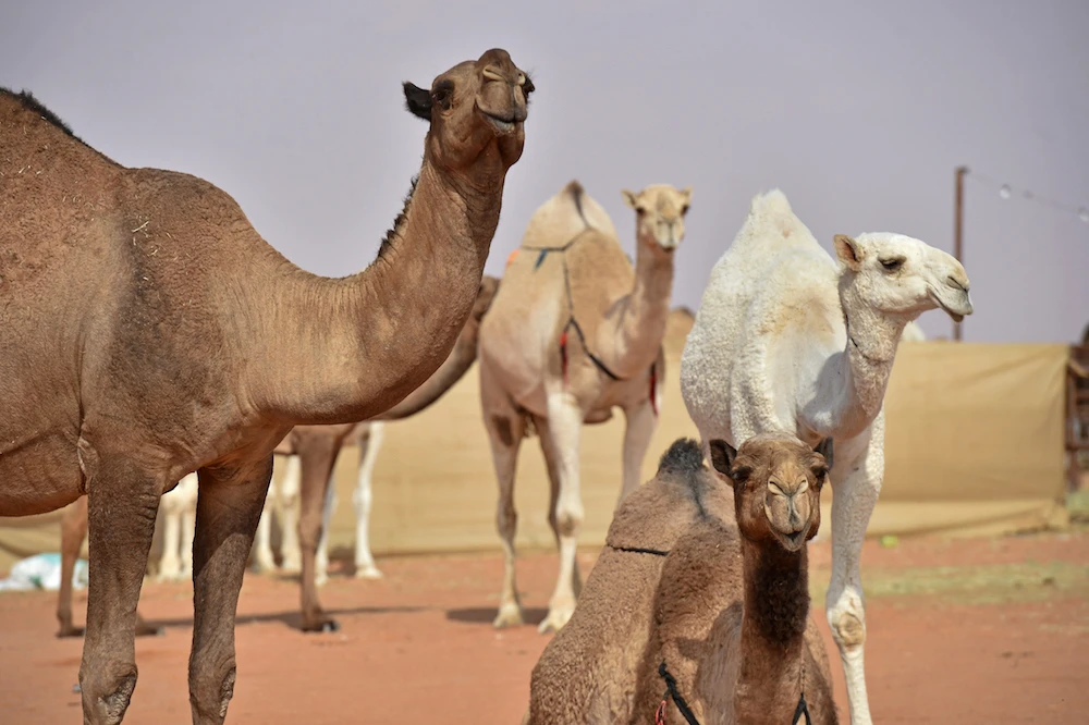 Camels compete in the beauty pageant of the annual King Abdulaziz Camel Festival in Rumah, some 160 kilometres east of Riyadh on December 24, 2020. (AFP)