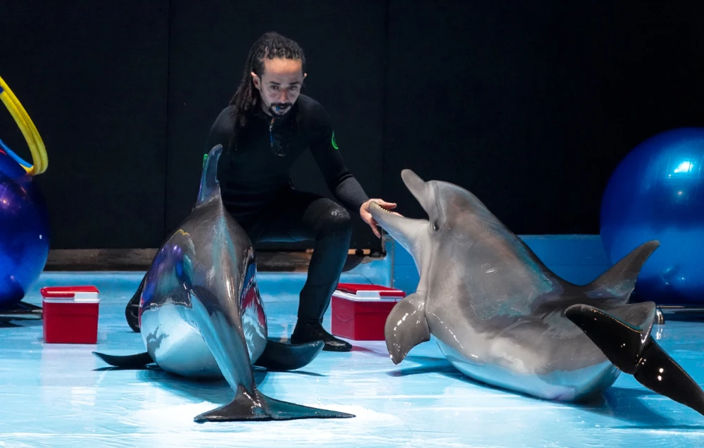 Crowds lap up Riyadh Season dolphin shows
