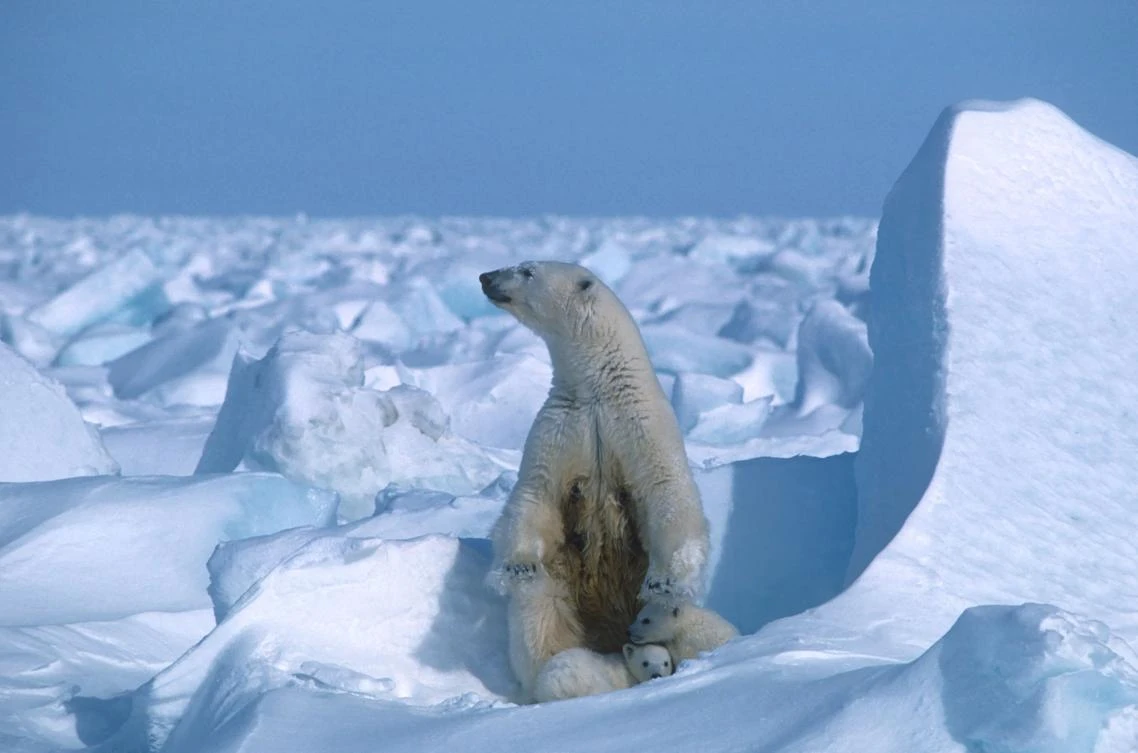 A polar bear with its cubs in the Sea Ice, northeast of Prudhoe Bay, Alaska, USA. (AFP)