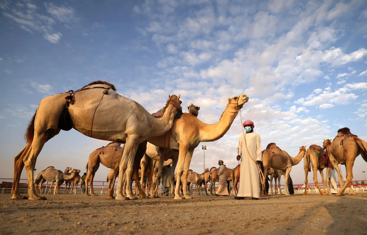 16th Al-Dhafra Festival starts Sunday