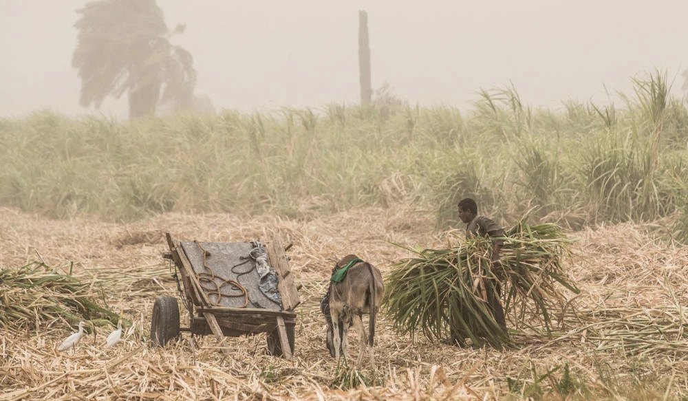 A farmer carries sugarcane in Egypt's southern city of Luxor. (AFP file photo)