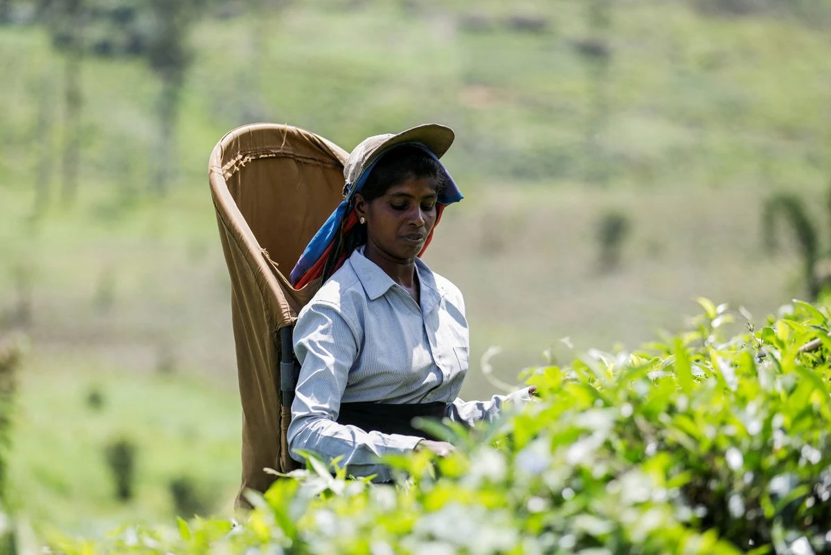 Sri Lanka targets UAE, Saudi Arabia in global tea promotion campaign