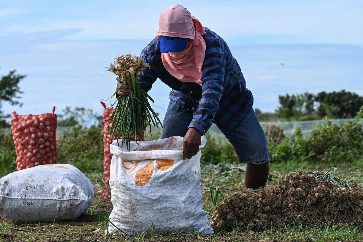 Eye-watering onion prices make Philippine staple a luxury