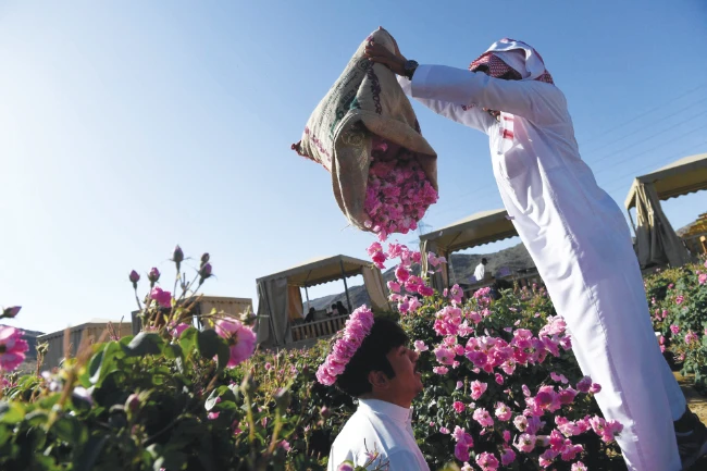 Rose farm