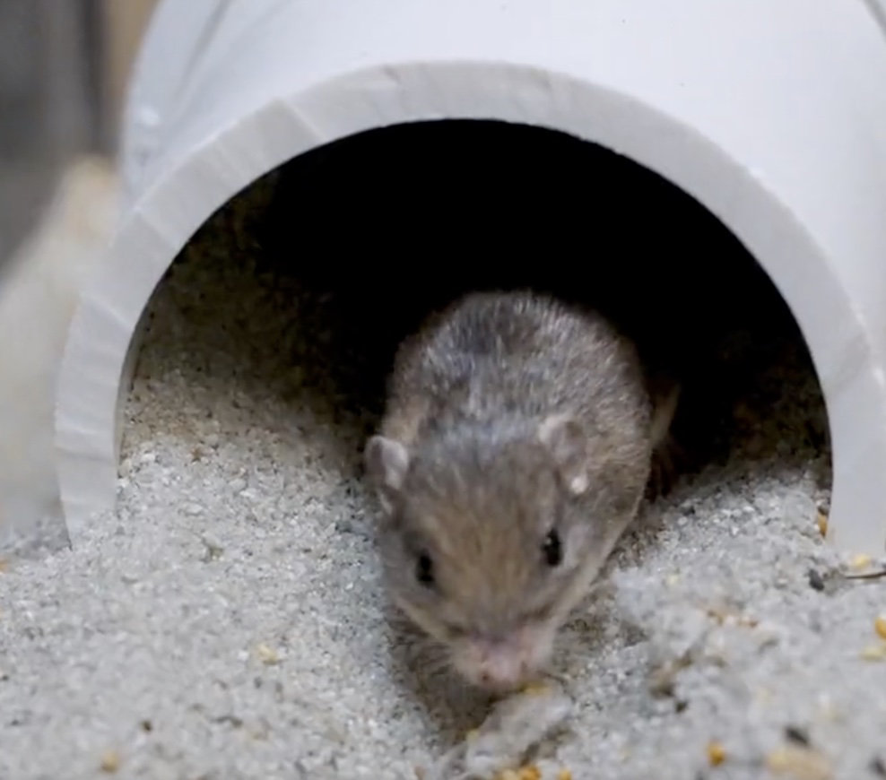 Tiny California mouse wins Guinness award for longevity