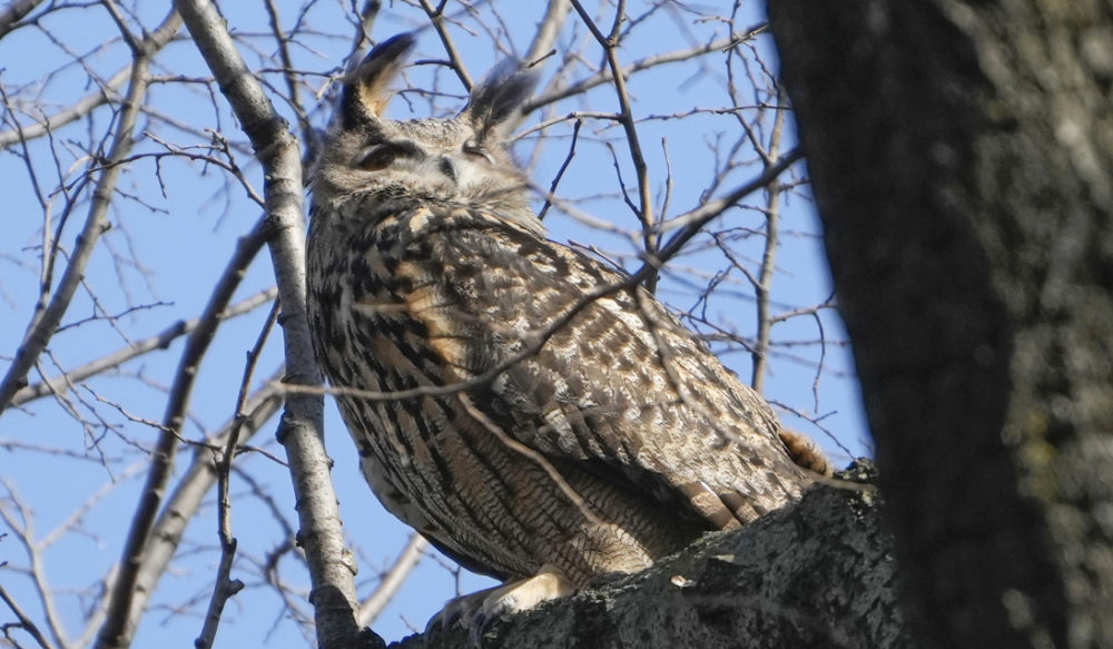 Flaco the escaped zoo owl can remain in the wilds of NYC