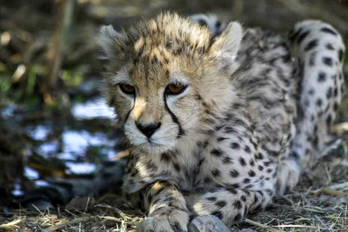 In Iran, endangered Asiatic cheetah dies at 10 months old