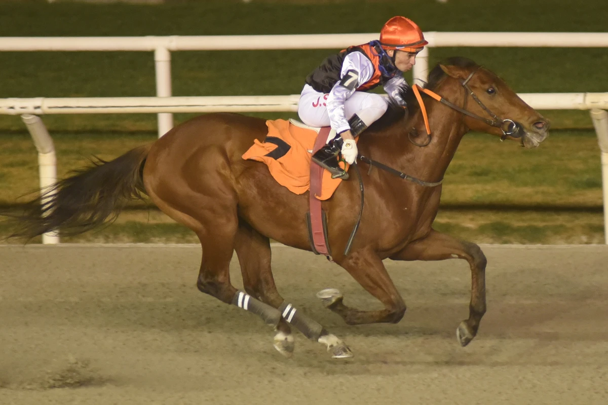 Es-Unico winning the Uruguayan Gran Criterium at Hipódromo Nacional de Maroñas in Montevideo last June. (Supplied)