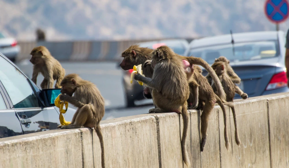 Saudi Arabia’s ‘baboon problem’ targeted by National Center for Wildlife