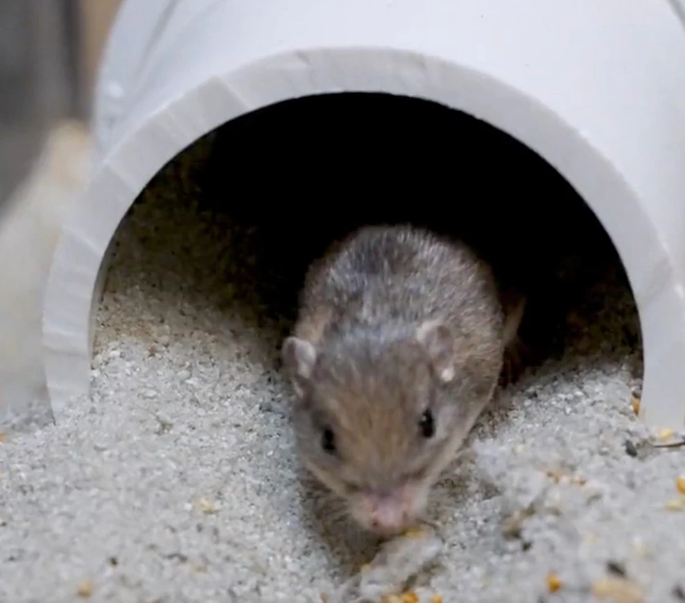 This still image from a San Diego Zoo Wildlife Alliance video posted on Twitter shows Pat the Pacific pocket mouse. (Twitter: @sandiegozoo)