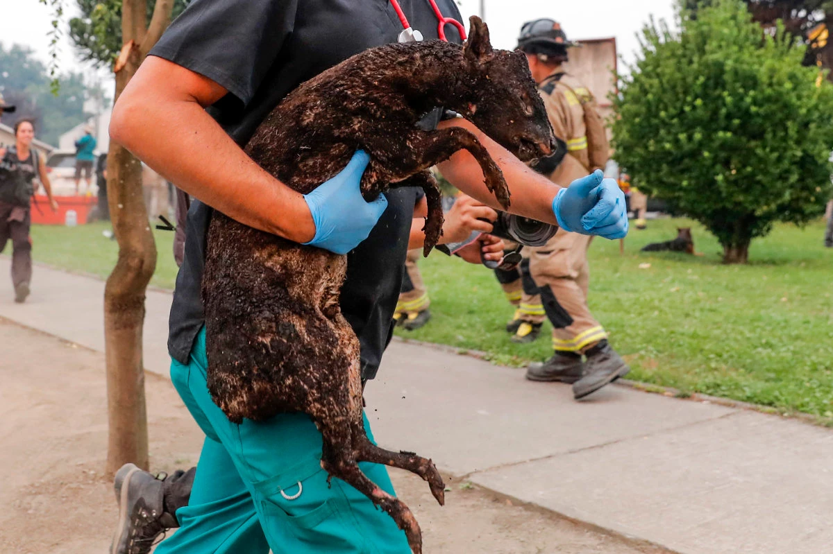 Chilean wildfires destroy hundreds of homes, endanger world’s smallest deer