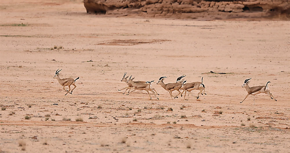 Sand gazelles, alongside the Arabian oryx, Arabian gazelle and Nubian ibex, are set for a bright future in AlUla, as they are gradually reintroduced into their natural habitat ahead of the Arabian leopard. (Iain Stewart)