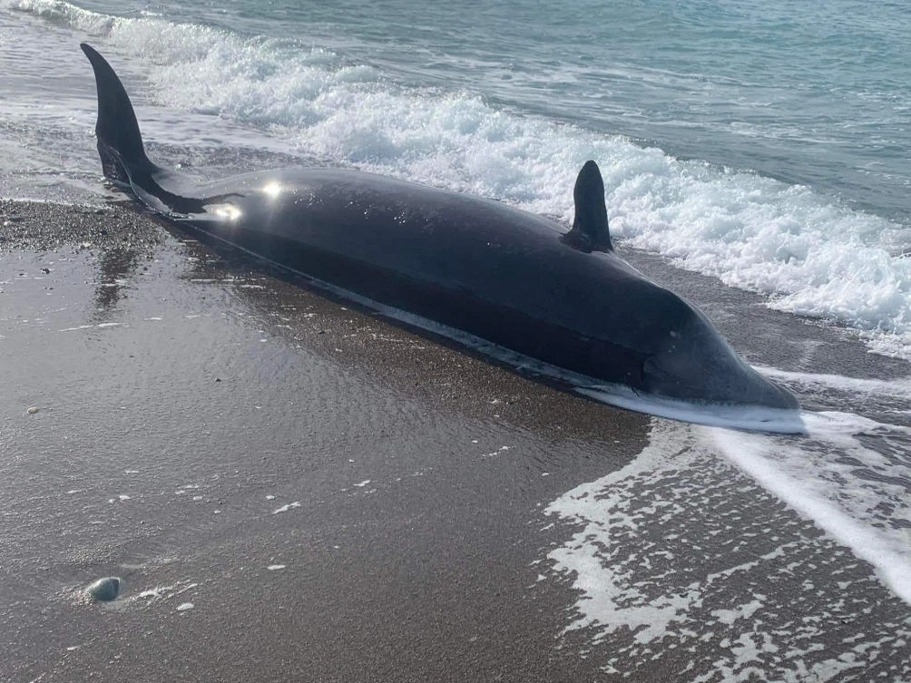 Seven whales wash up dead on Cyprus